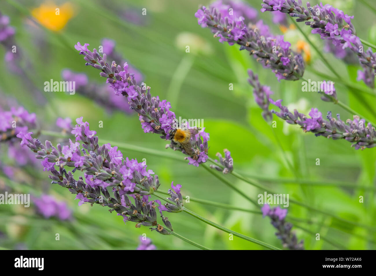 Bumble Bees on Garden Lavender Stock Photo