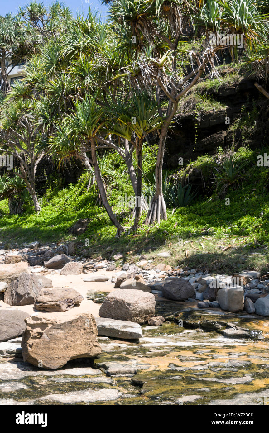 A Pandanus fruit palm tree with its roots in the wet tropical coastal