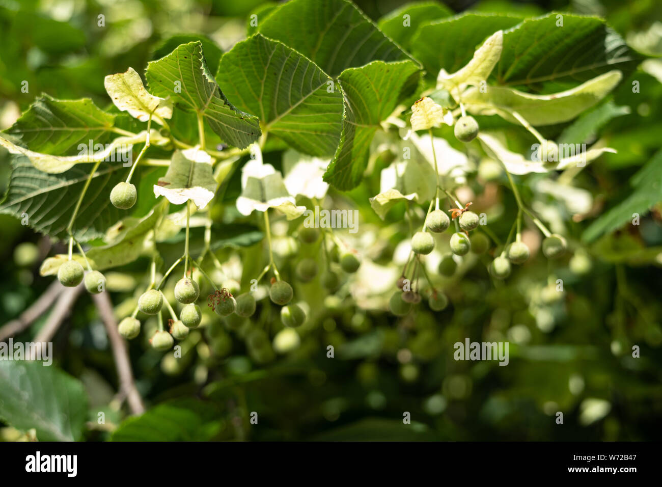 Large-leaved Lime (Tilia platyphyllos) tree Stock Photo