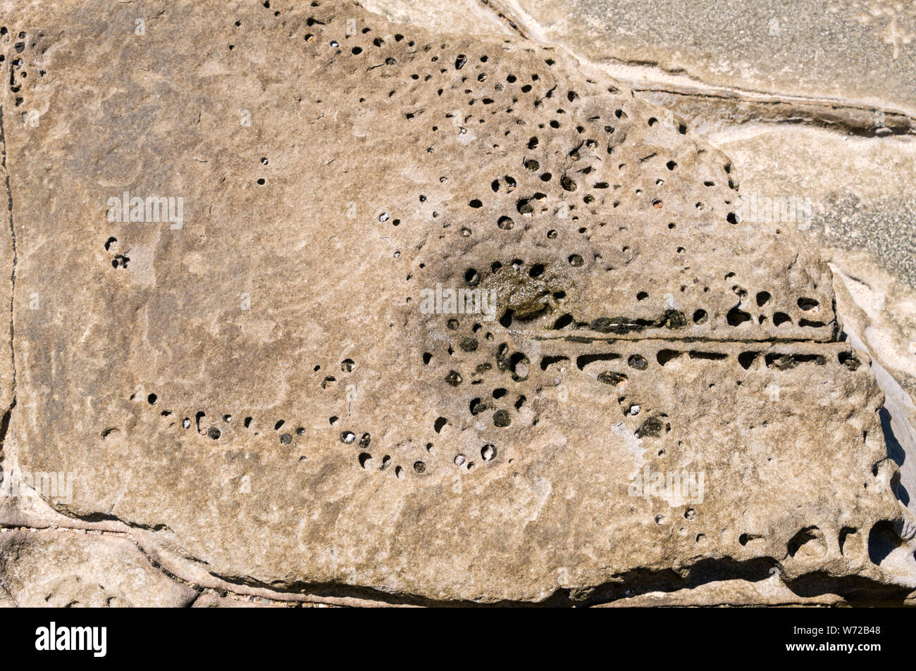 Fossil markings on the small rocks at Moffat beach near Caloundra on