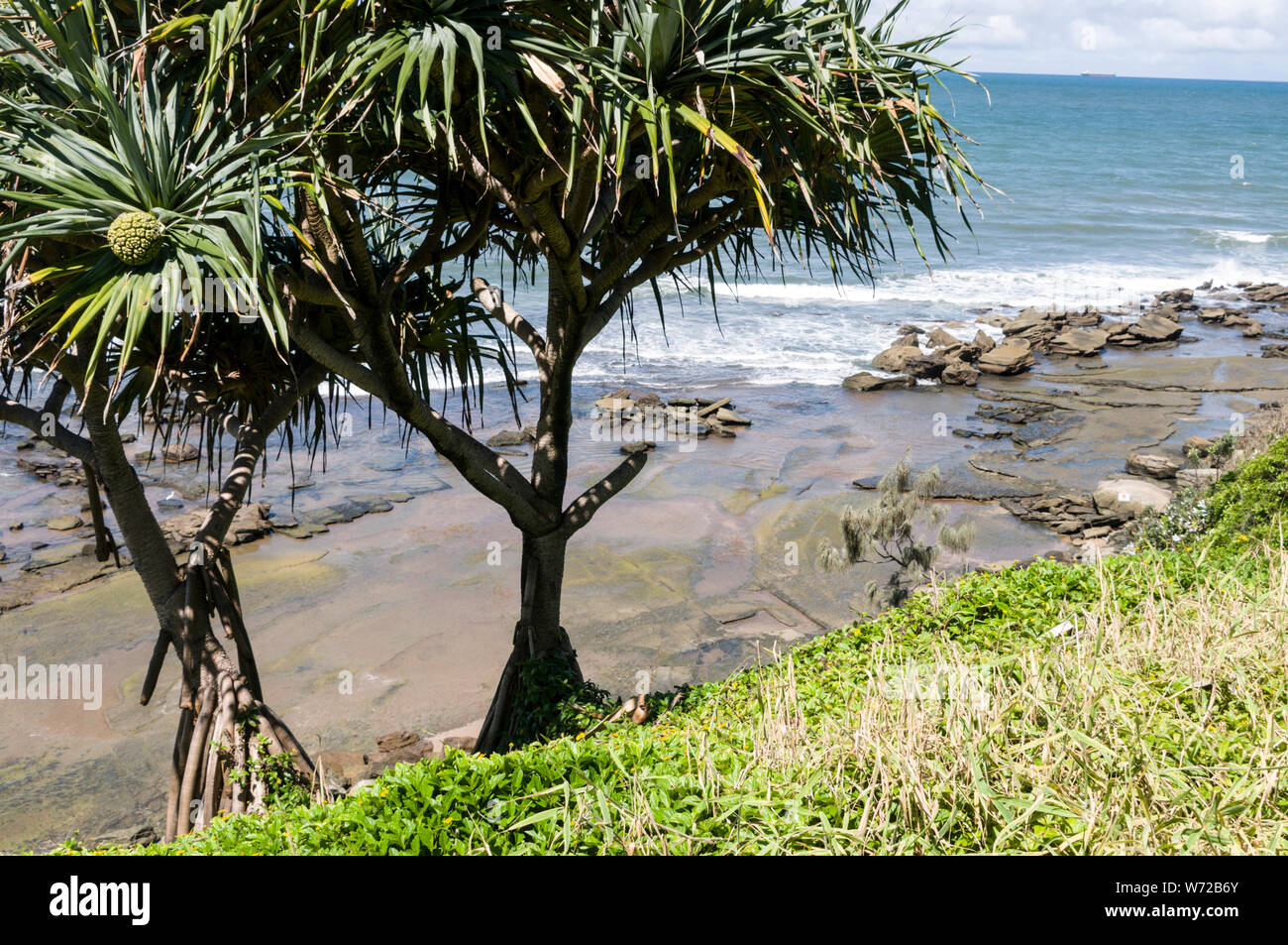 Fruit Tree Roots High Resolution Stock Photography and Images Alamy