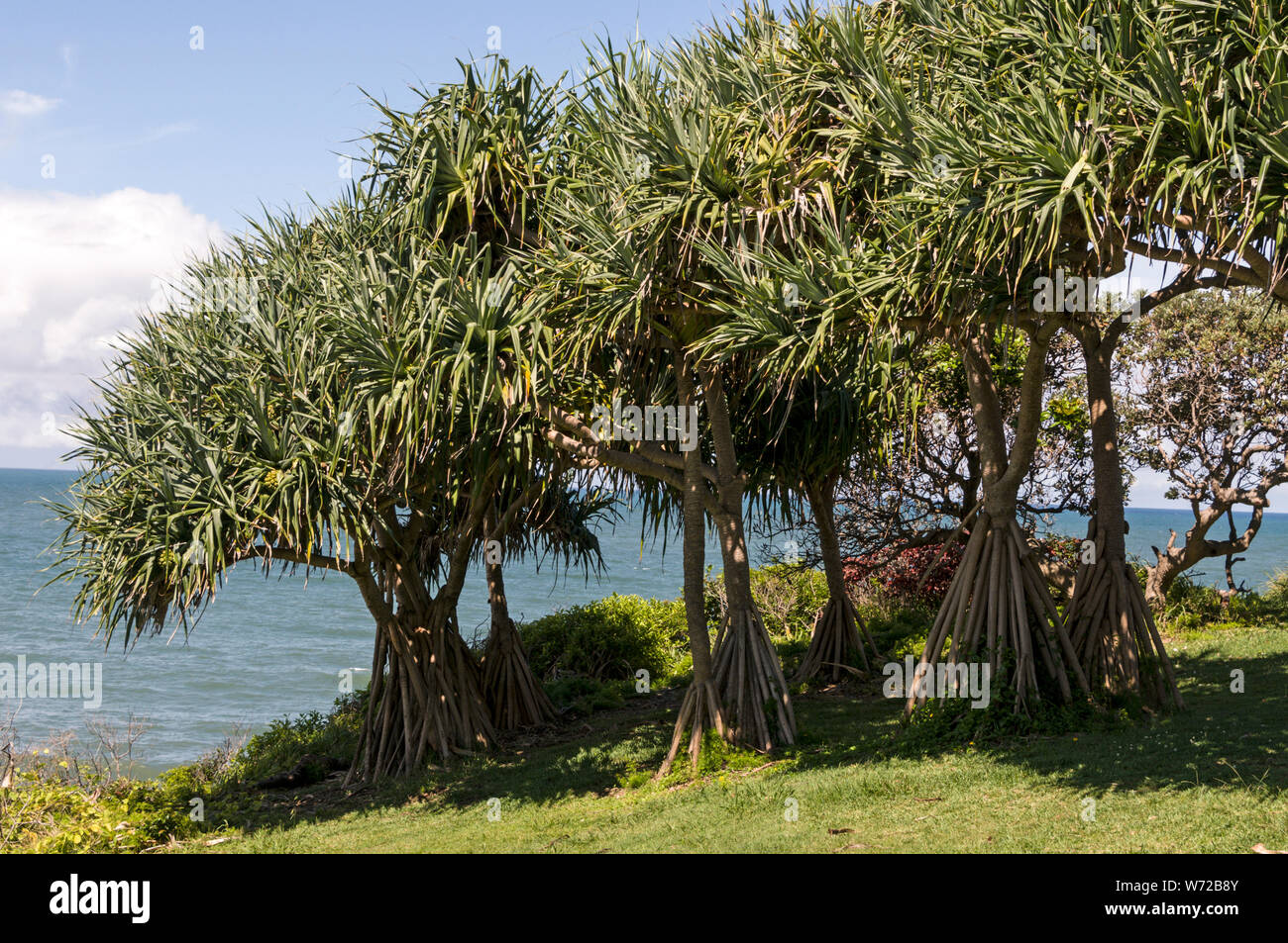 A clump of Pandanus fruit palm trees with its roots in the wet tropical