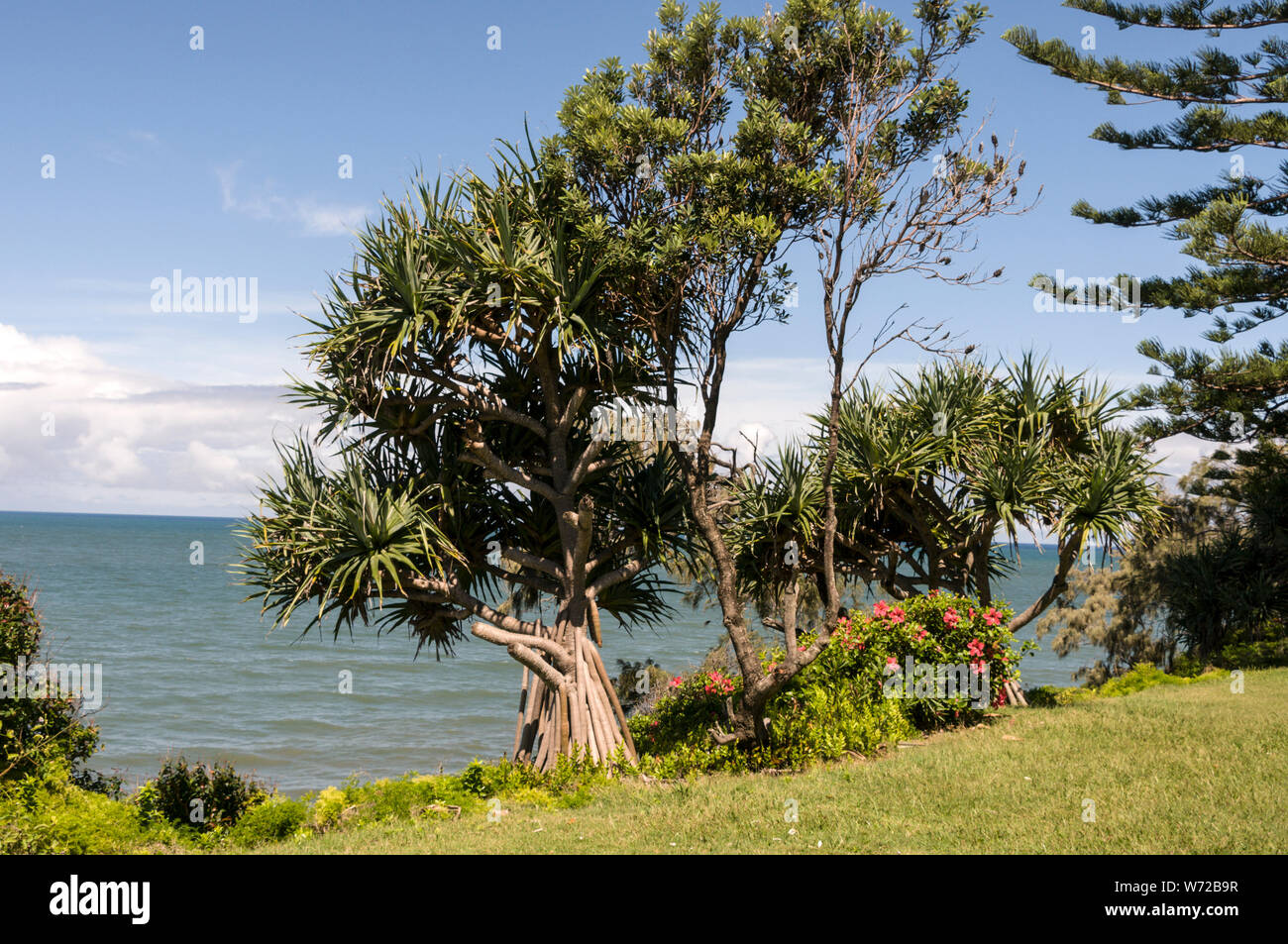 A Pandanus palm tree with its roots in the wet tropical coastal areas of Queensland in Australia