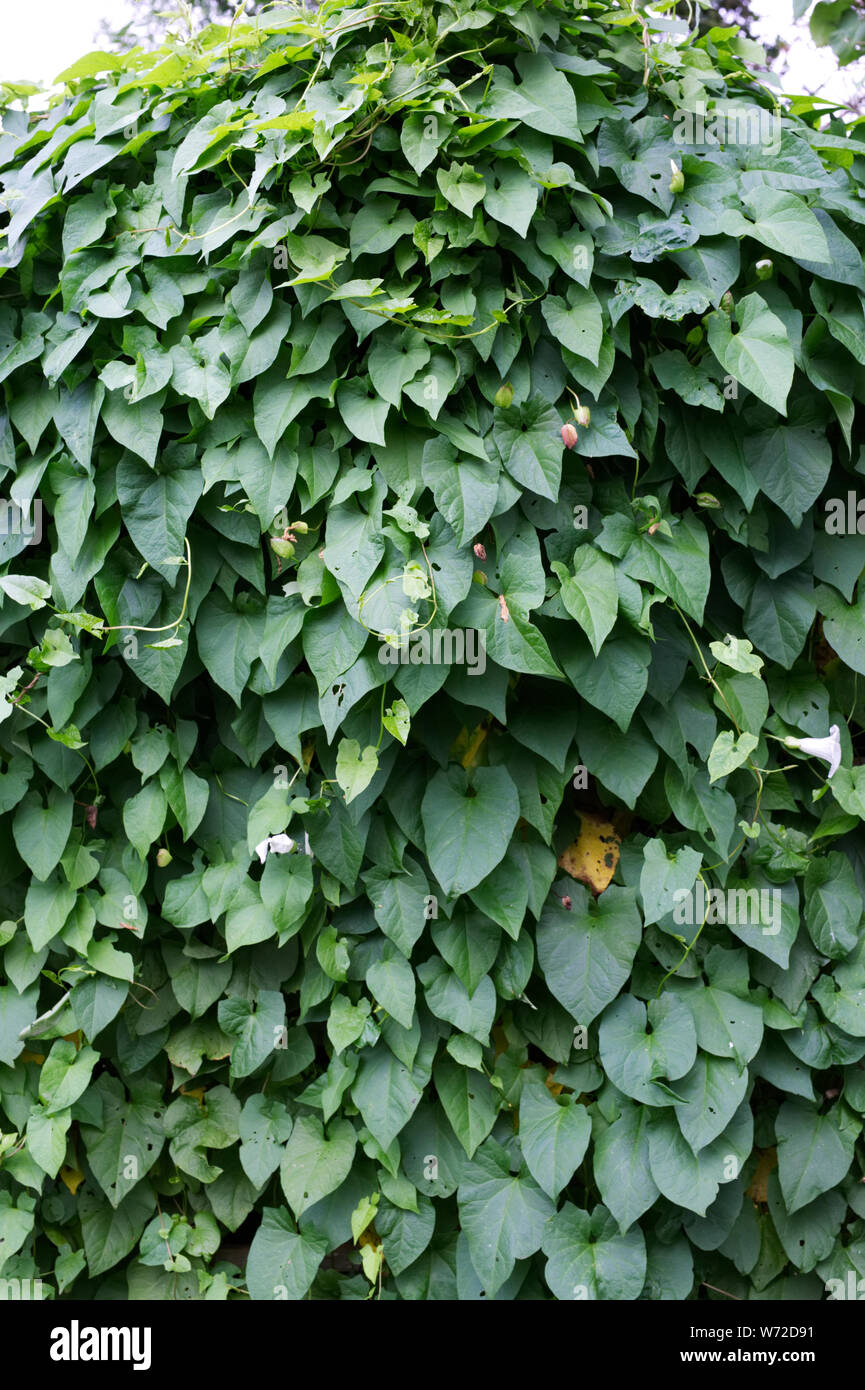 Calystegia sepium. Hedge bindweed covering an overgrown garden. Stock Photo