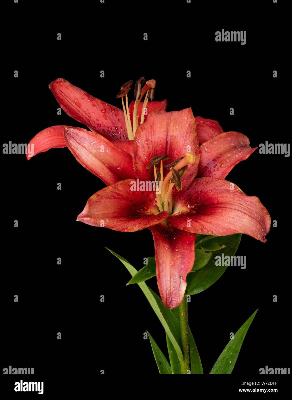 Two close red lily blossoms with rain droplets macro on black background with detailed texture, stem and green leaves Stock Photo