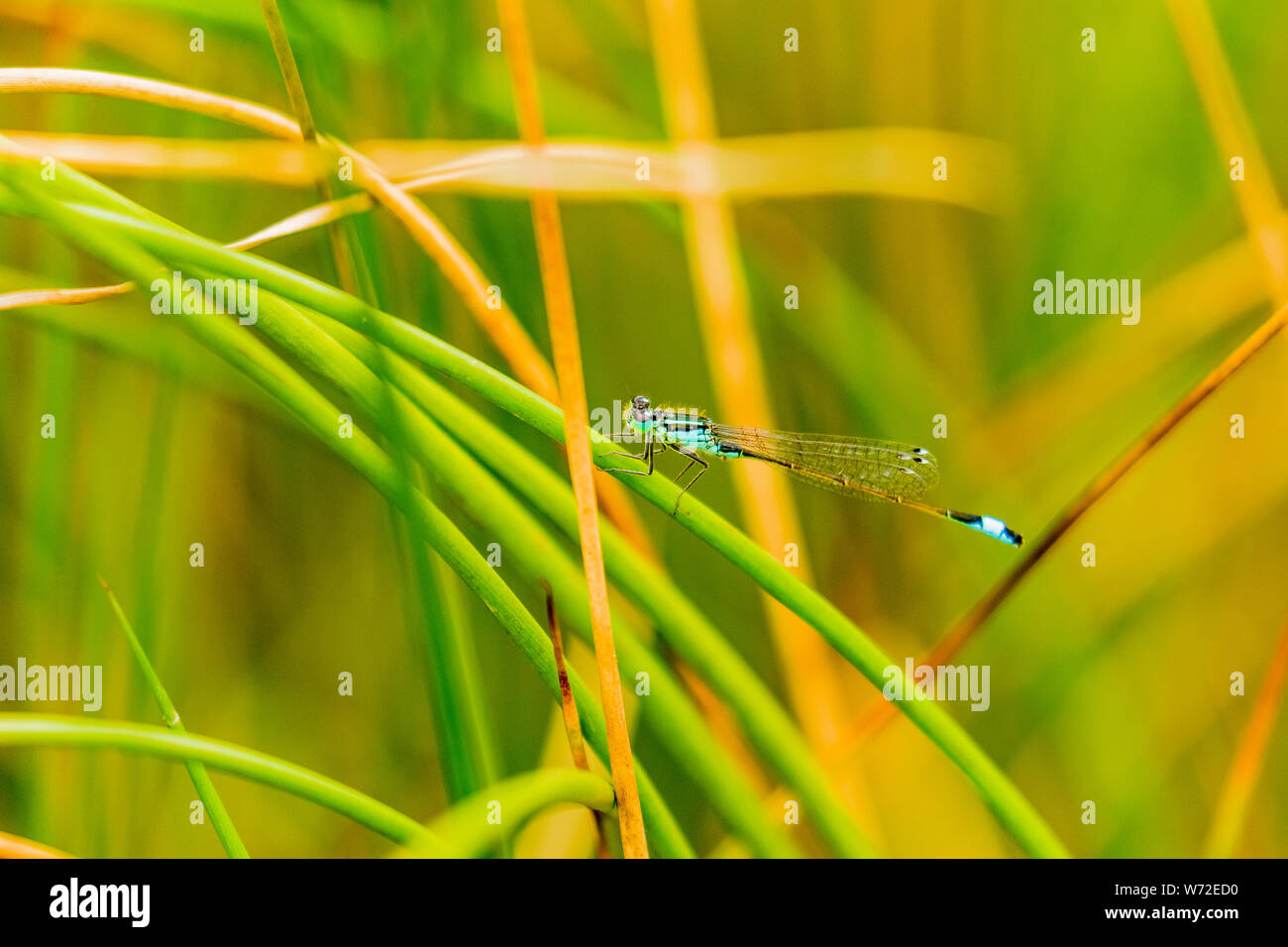 Blue-tailed damselfly basking on a blade of grass in the summer ...