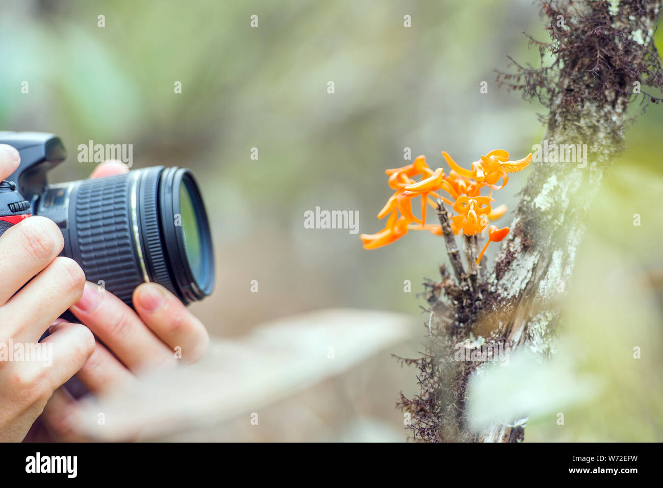 Photographer taking macro photography to Dendrobium unicum orchid flower Stock Photo