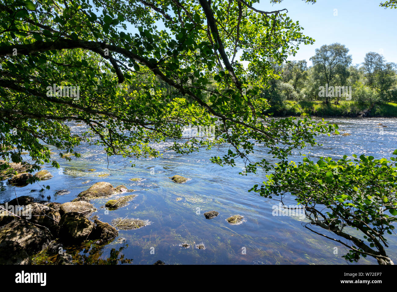 river bank of the River Spey in Scotland with a tree hanging in the water Stock Photo
