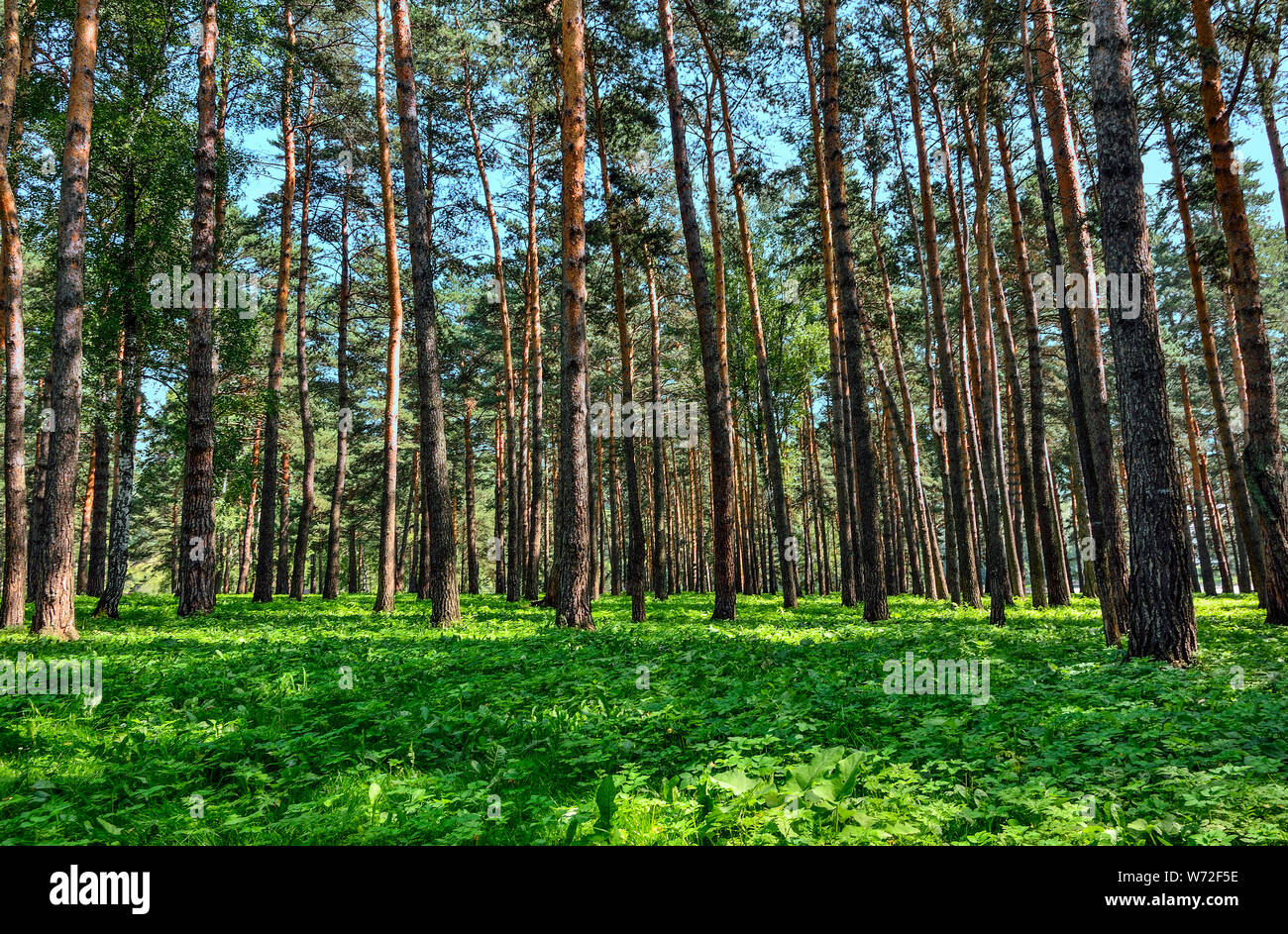 Pine forest  - beautiful summer sunny landscape. Tall straight pine trees trunks, fluffy green grass carpet, fresh, clean healthy air.  Freshness and Stock Photo