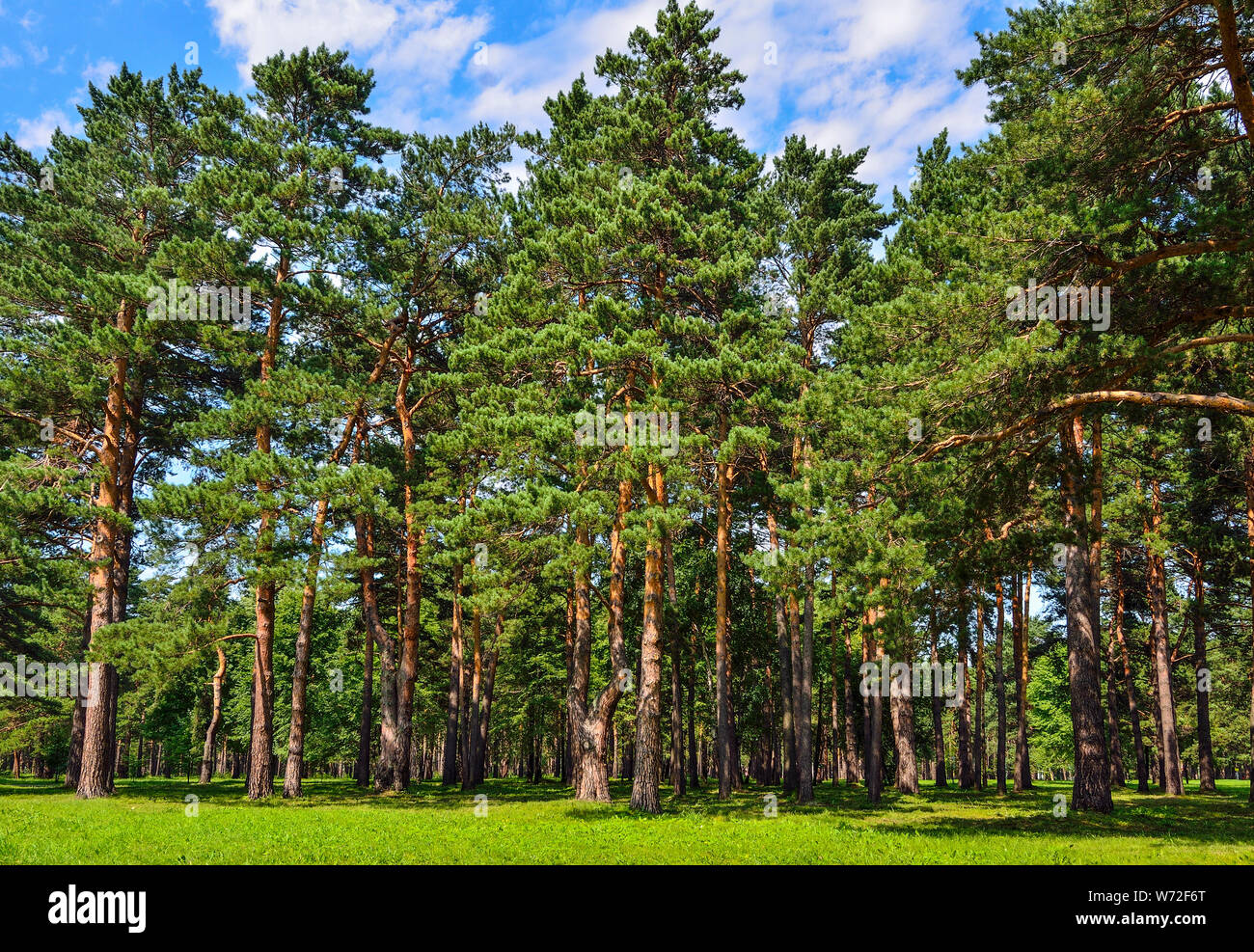 Pine forest  - beautiful summer sunny landscape. Tall straight pine trees trunks, fluffy green grass carpet, fresh, clean healthy air.  Freshness and Stock Photo