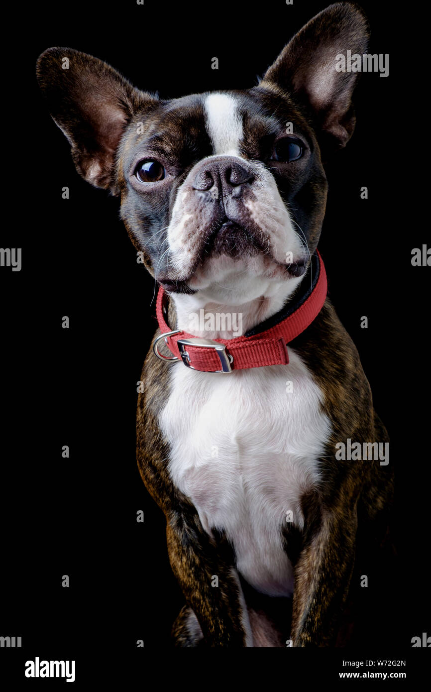 Closeup portrait of beautiful boston terrier pure breed funny face Stock Photo