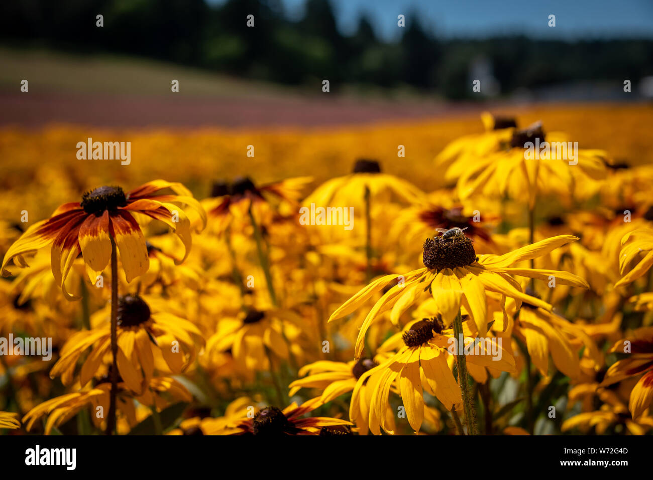 Black-eyed Susan flowers with bumble bee close up, fields of yellow and pink flowers in the distance at a flower farm in Oregon on a summer day. Stock Photo