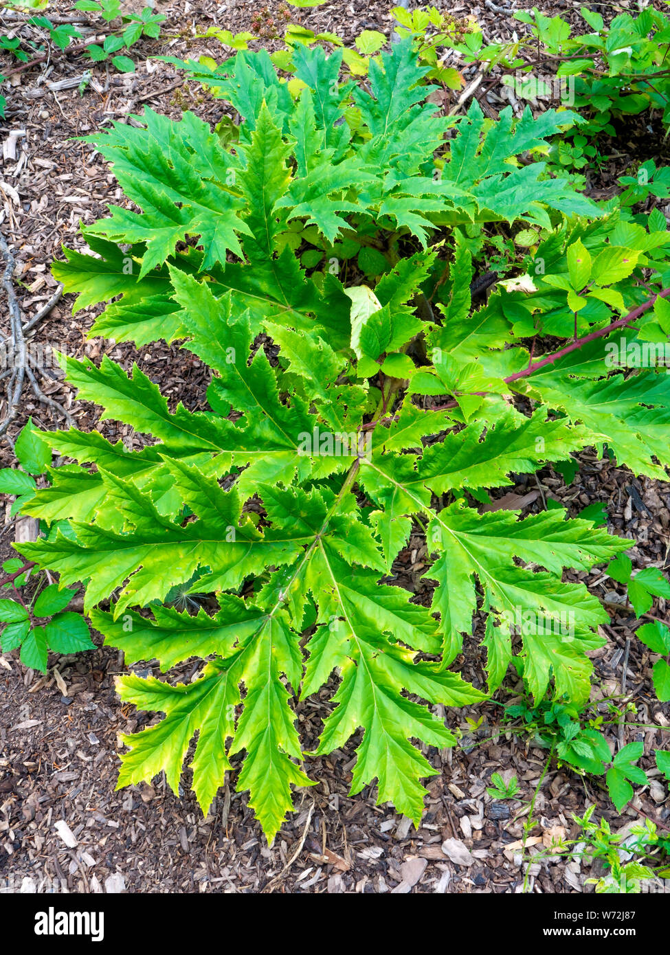 A small sample of the dangerously toxic plant Giant Hogweed or Heracleum mantegazzianum at Wynyard Co Durham UK Stock Photo