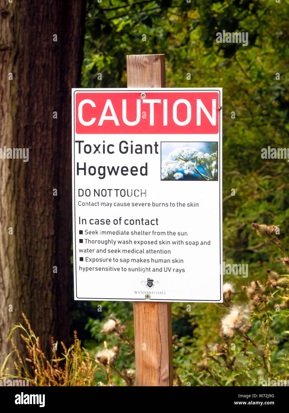 Warning sign for poisonous Giant Hogweed Heracleum mantegazzianum with instructions for first aid Stock Photo