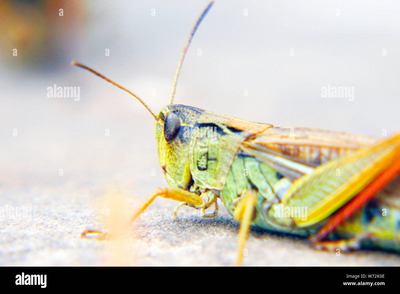 Locusts on the ground. Locust invasion Stock Photo Alamy