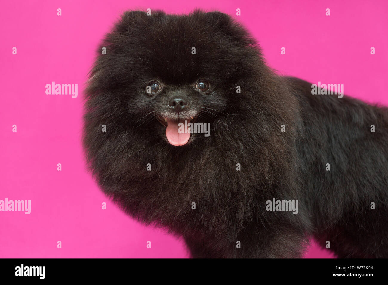 Small, black puppy on background Photo - Alamy