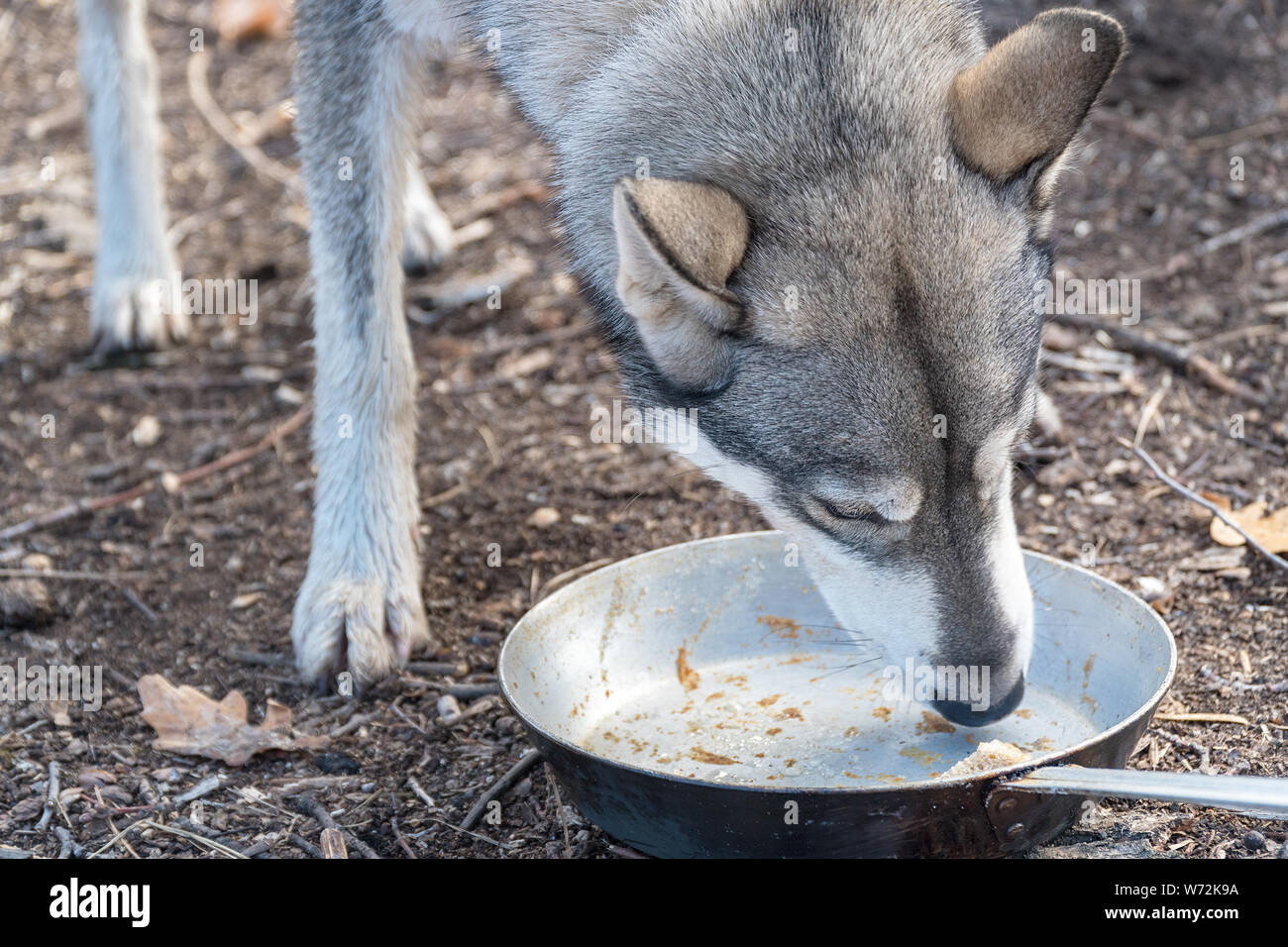 The dog licks an empty bowl Stock Photo Alamy