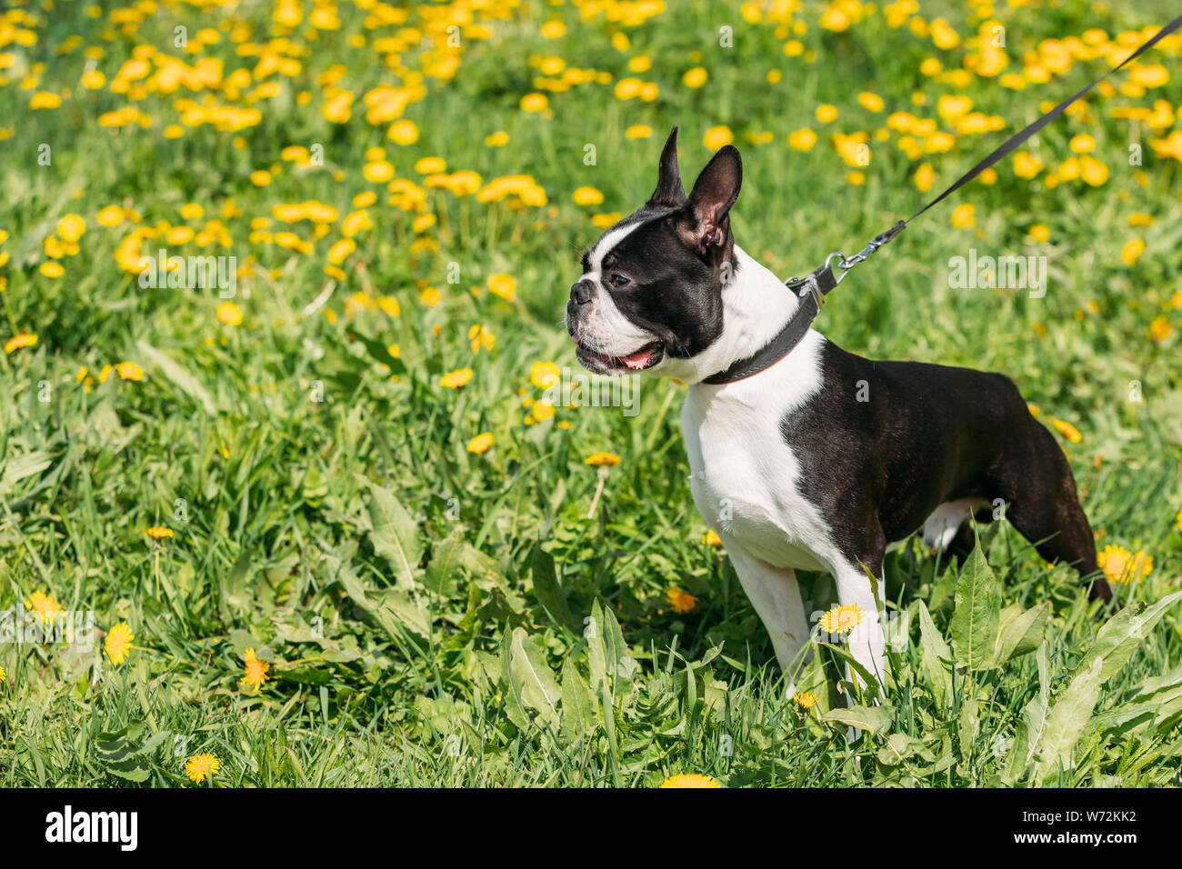 Funny Young Boston Bull Terrier Dog Outdoor In Green Spring Meadow With Yellow Flowers. Playful Pet Outdoors. Stock Photo