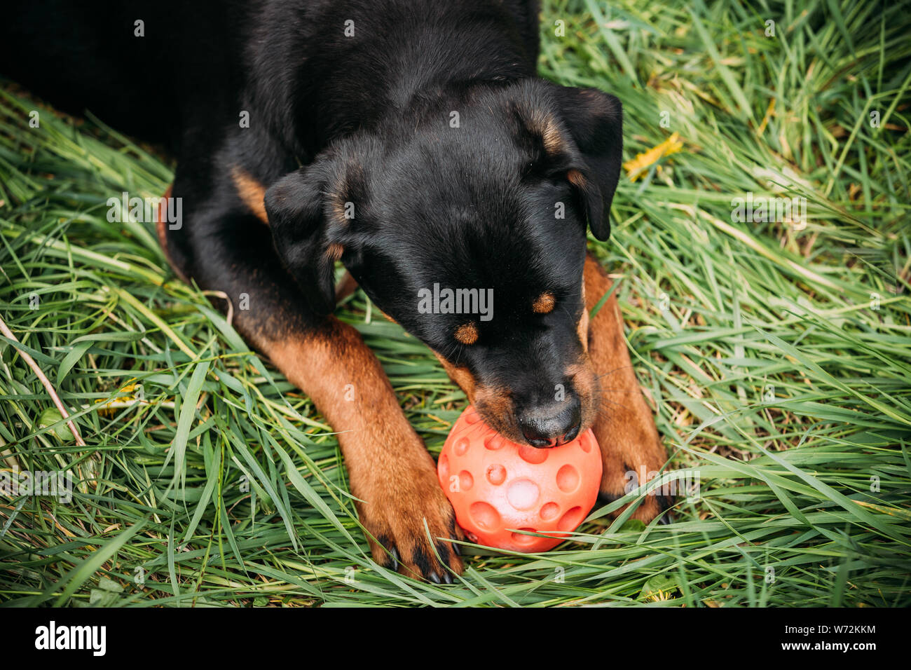 Rottweiler balls clearance