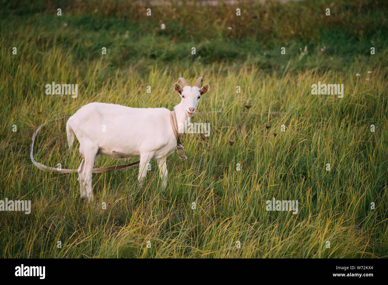 Bleating Goat On Green Summer Grass On A Sunny Evening. Goat Eating A Grass On A Green Meadow. Farm Animal. Stock Photo