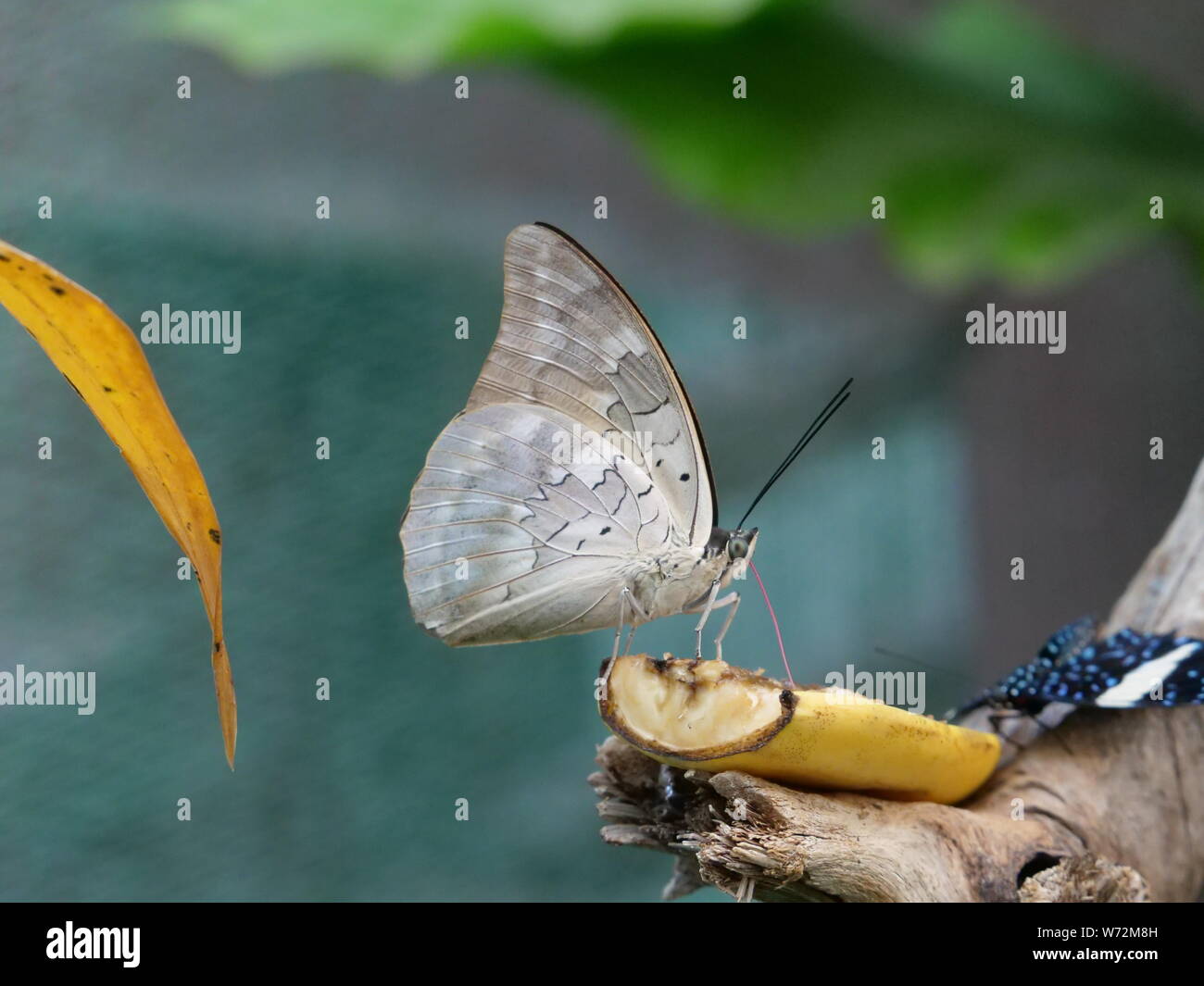 The beautiful butterfly eats banana Stock Photo Alamy
