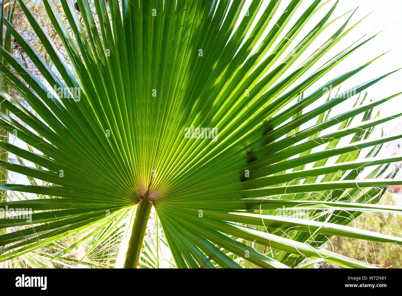 A large green leaf of a palm tree. The leaf is lit by a summer and bright sun. Stock Photo