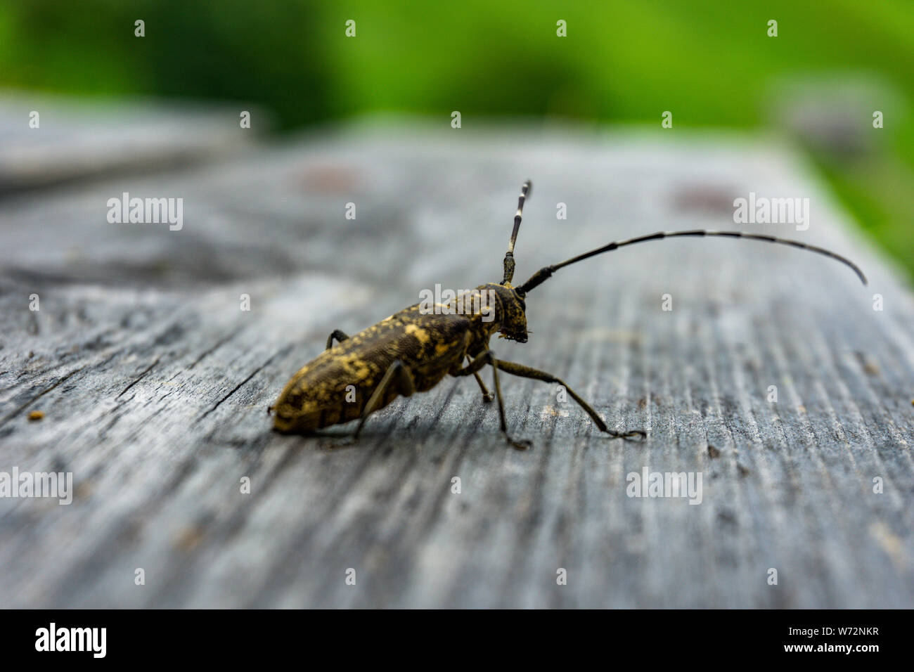 unbekannter Käfer auf einer Gartenbank Stock Photo