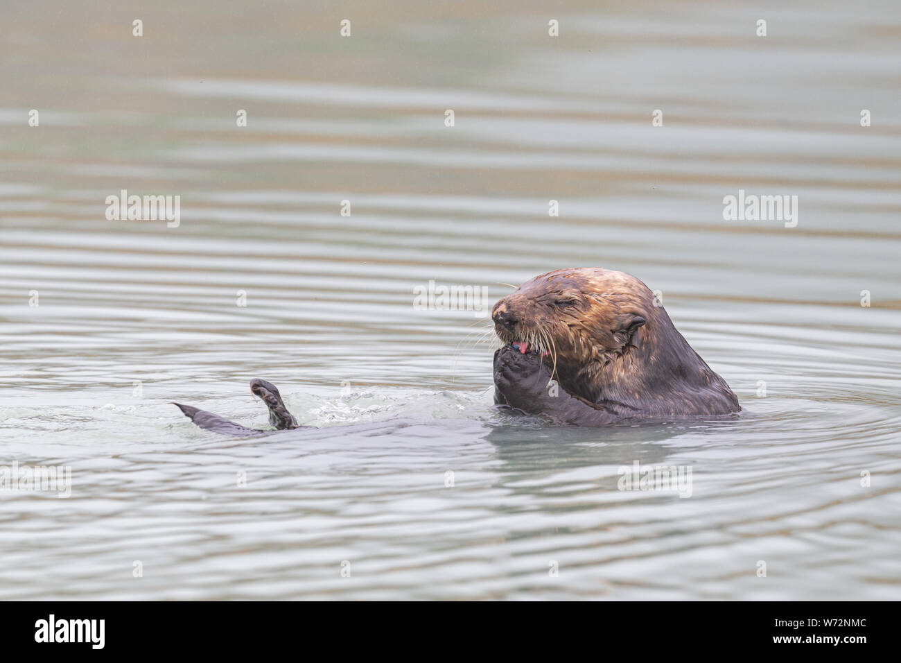 Male Sea Otter eating Clams Stock Photo - Alamy