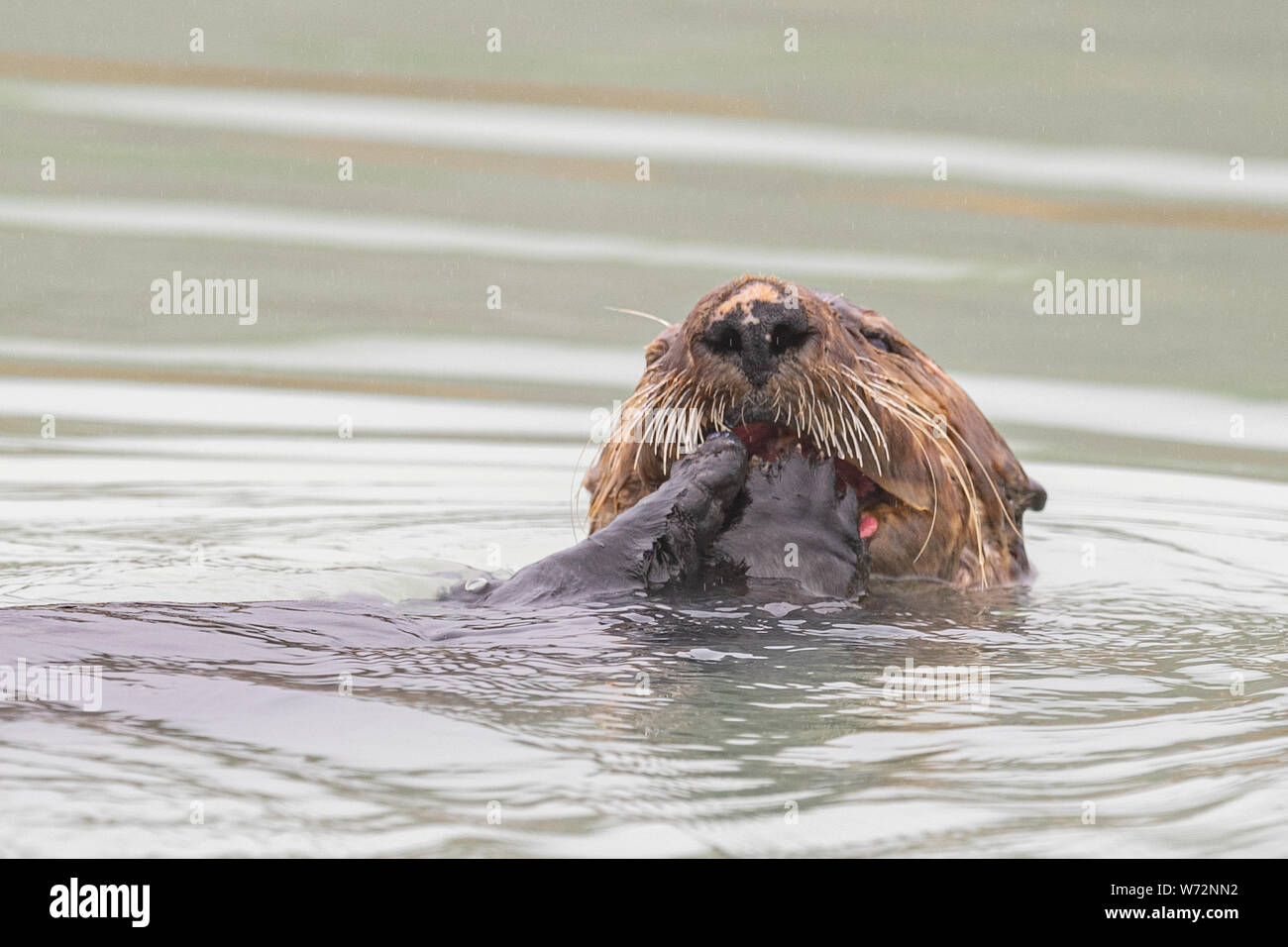 Southern Sea Otter Eats A Clam Posters & Prints By Corbis