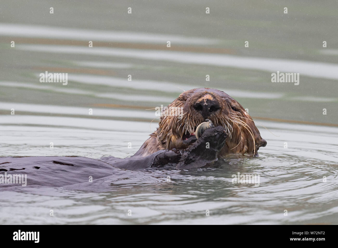 Male Sea Otter eating Clams Stock Photo - Alamy