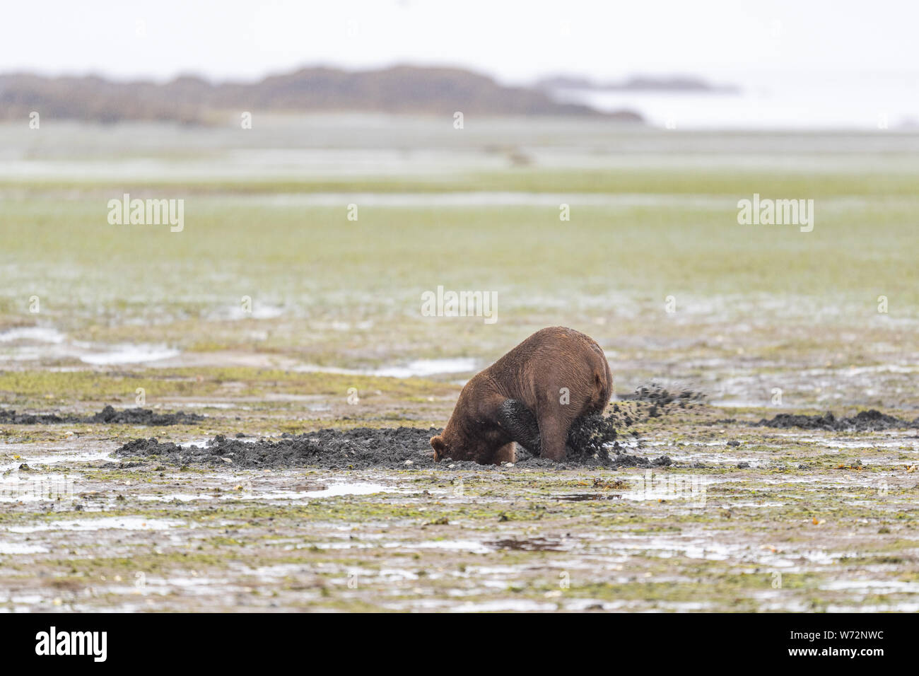 Brown Bear / grizzly Digging in mud flats for Eels or Clams Stock Photo ...