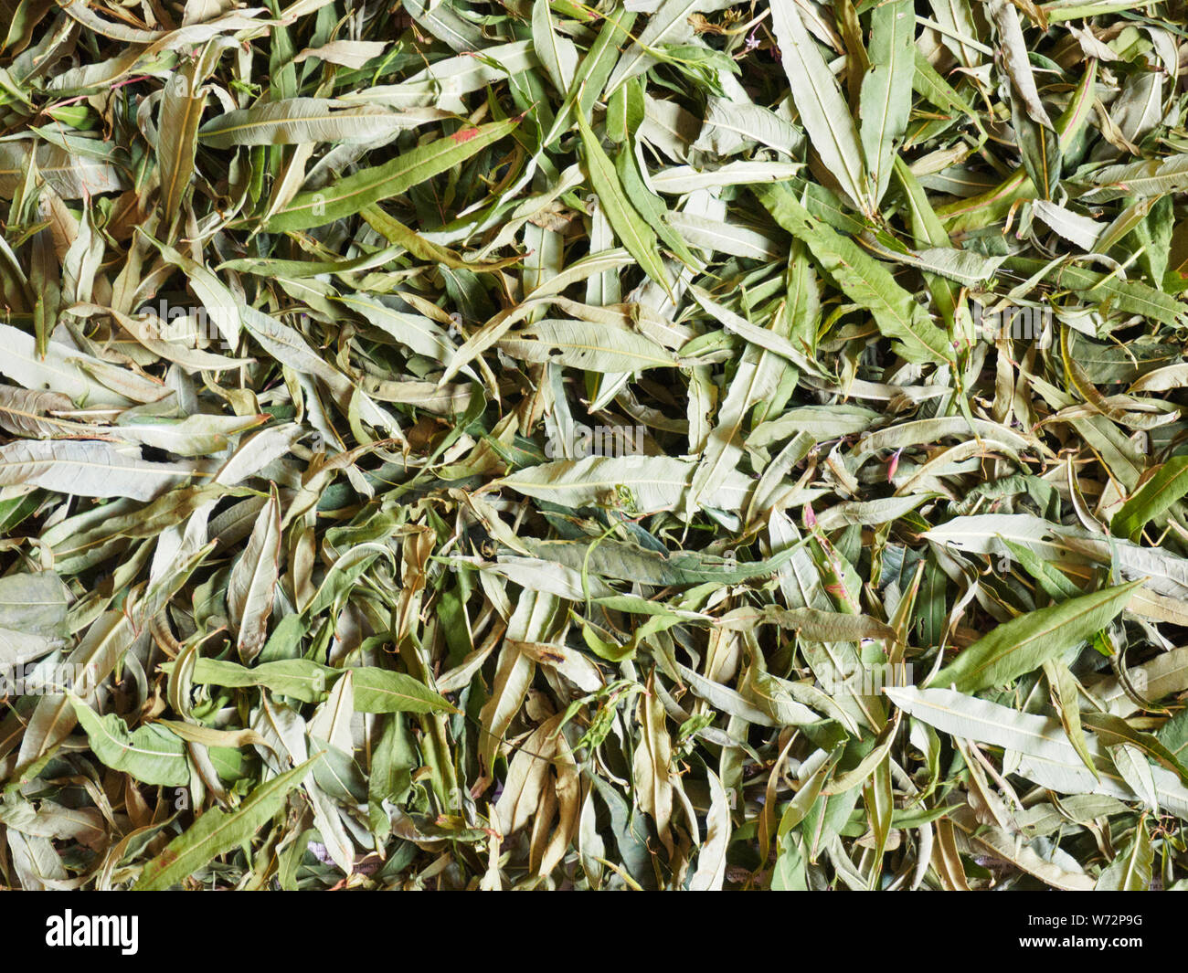 Fresh leaves of French willow (Epilobium angustifolium), Fireweed, Ivan tea Stock Photo