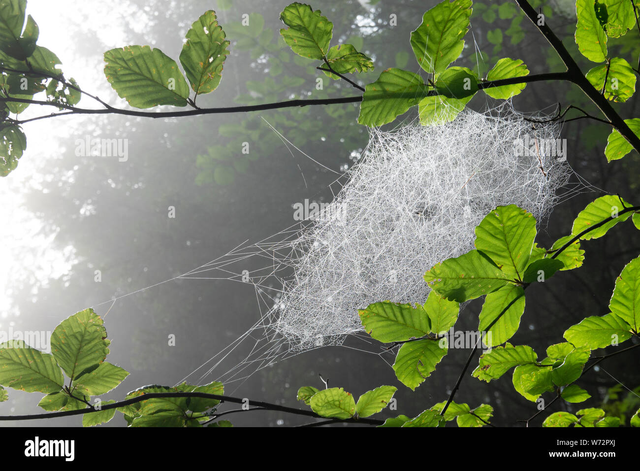 Beautiful Sheet Spider web in foggy green forest Stock Photo - Alamy