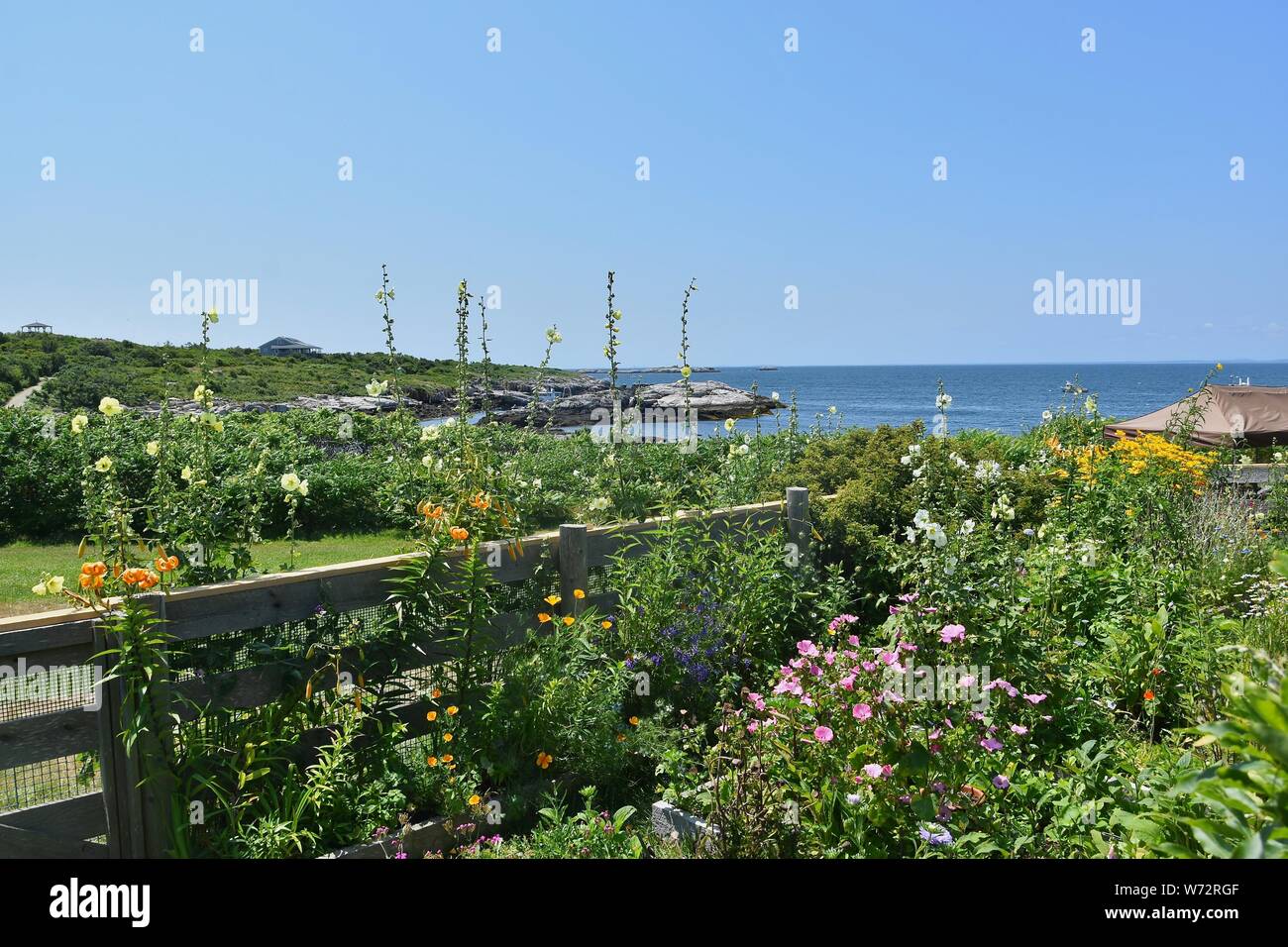 Celia Thaxter High Resolution Stock Photography and Images Alamy