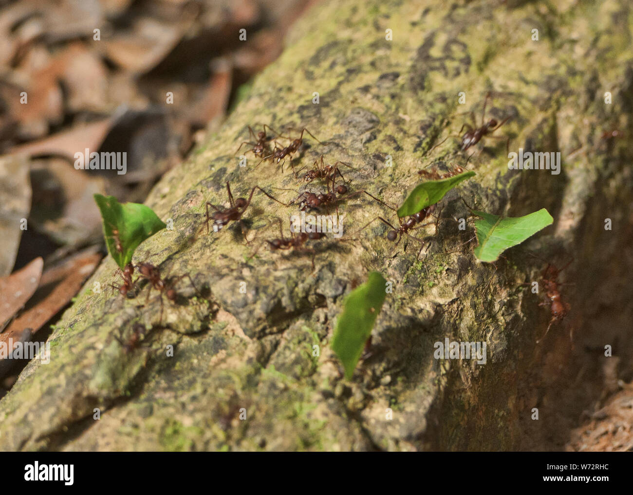 Leafcutter ants (Acromyrmex) at work, Tambopata Reserve, Peruvian Amazon Stock Photo