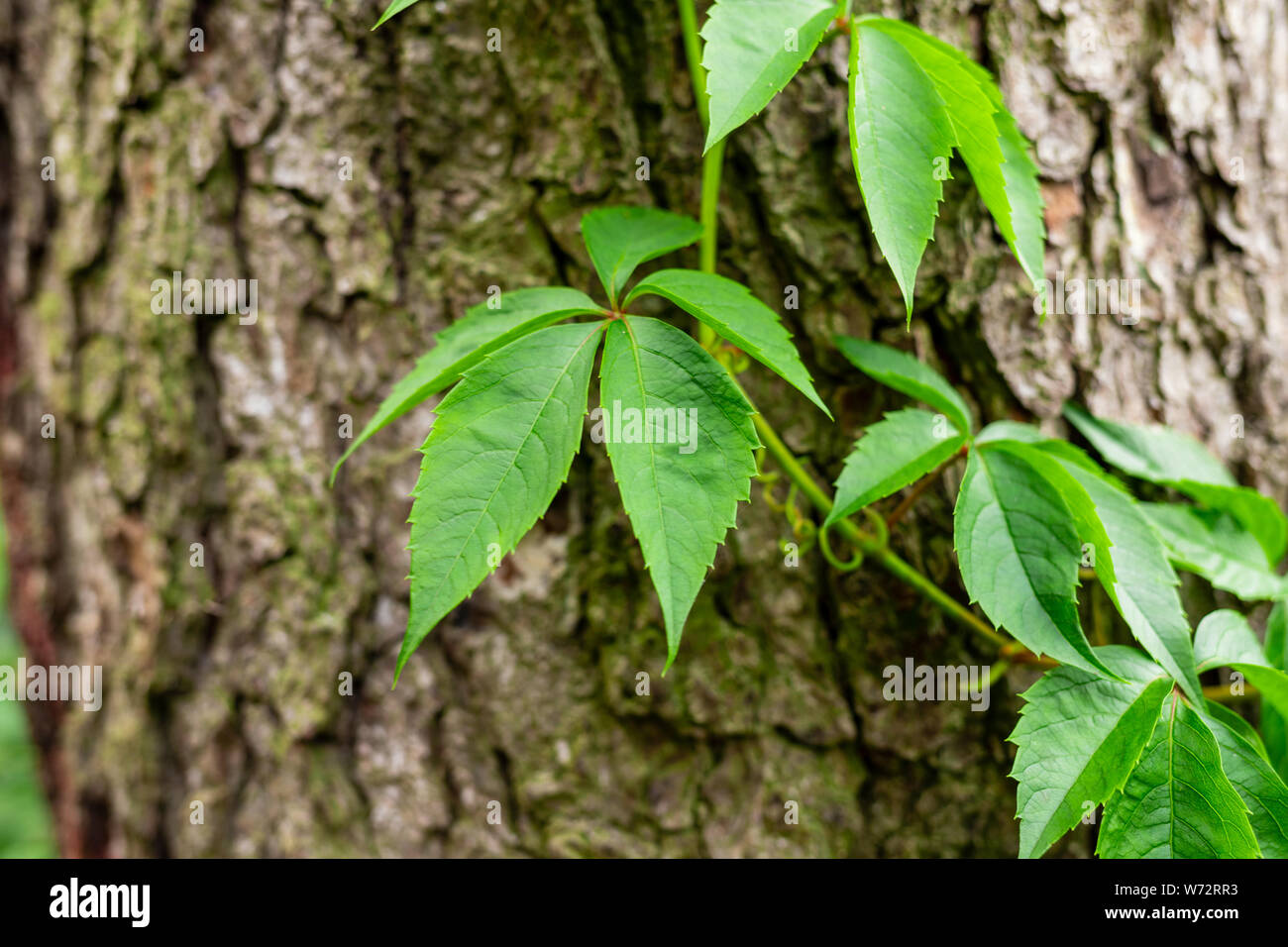 Intwining Tree Ivy on tree bark. Leaves of wild wine entwining the trunk of a tree ...