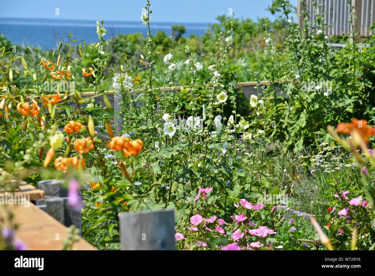 Celia Thaxter High Resolution Stock Photography and Images Alamy