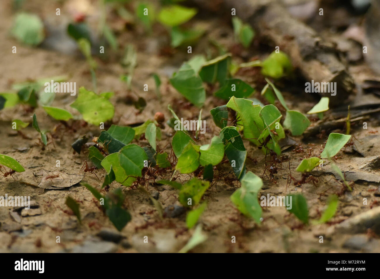 Leafcutter ants (Acromyrmex) at work, Tambopata Reserve, Peruvian Amazon Stock Photo