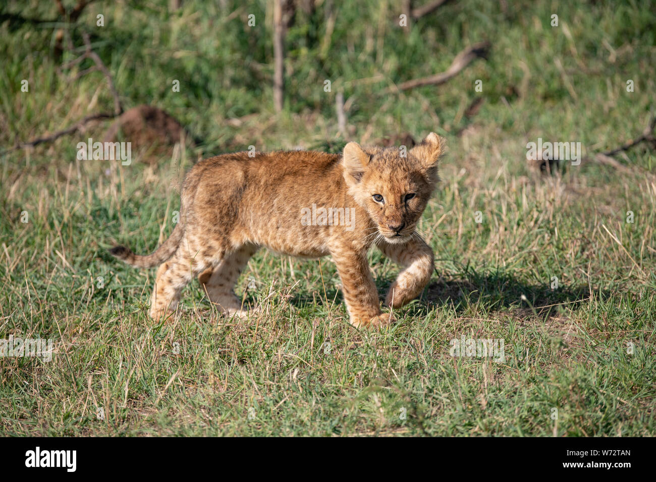 Young lion cub hi-res stock photography and images - Alamy