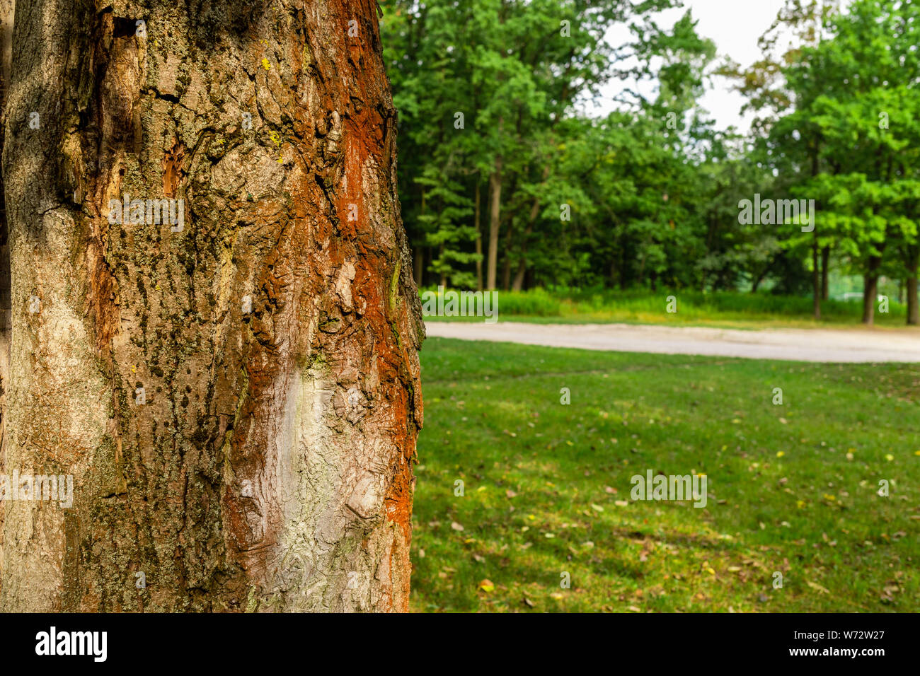 A Summer Morning In A Forest Clearing August Light Of The Early Hours Walk Through The Forest Europe Poland Mazovia Stock Photo Alamy
