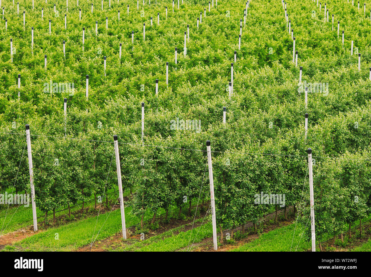 Rows young trees grow hi-res stock photography and images - Alamy