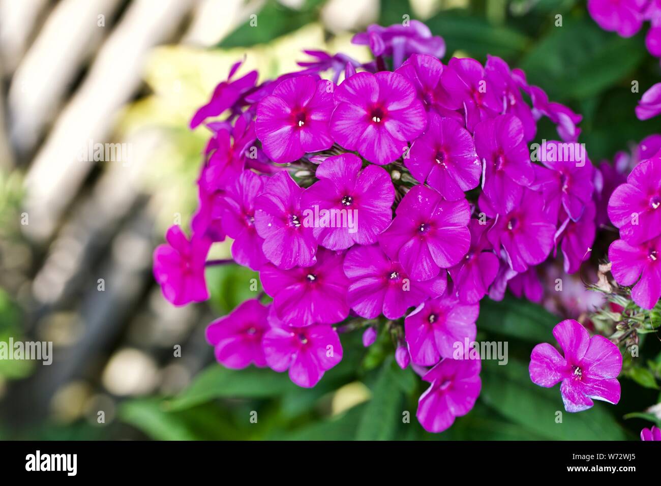 Purple Garden phlox (Phlox paniculata) Stock Photo