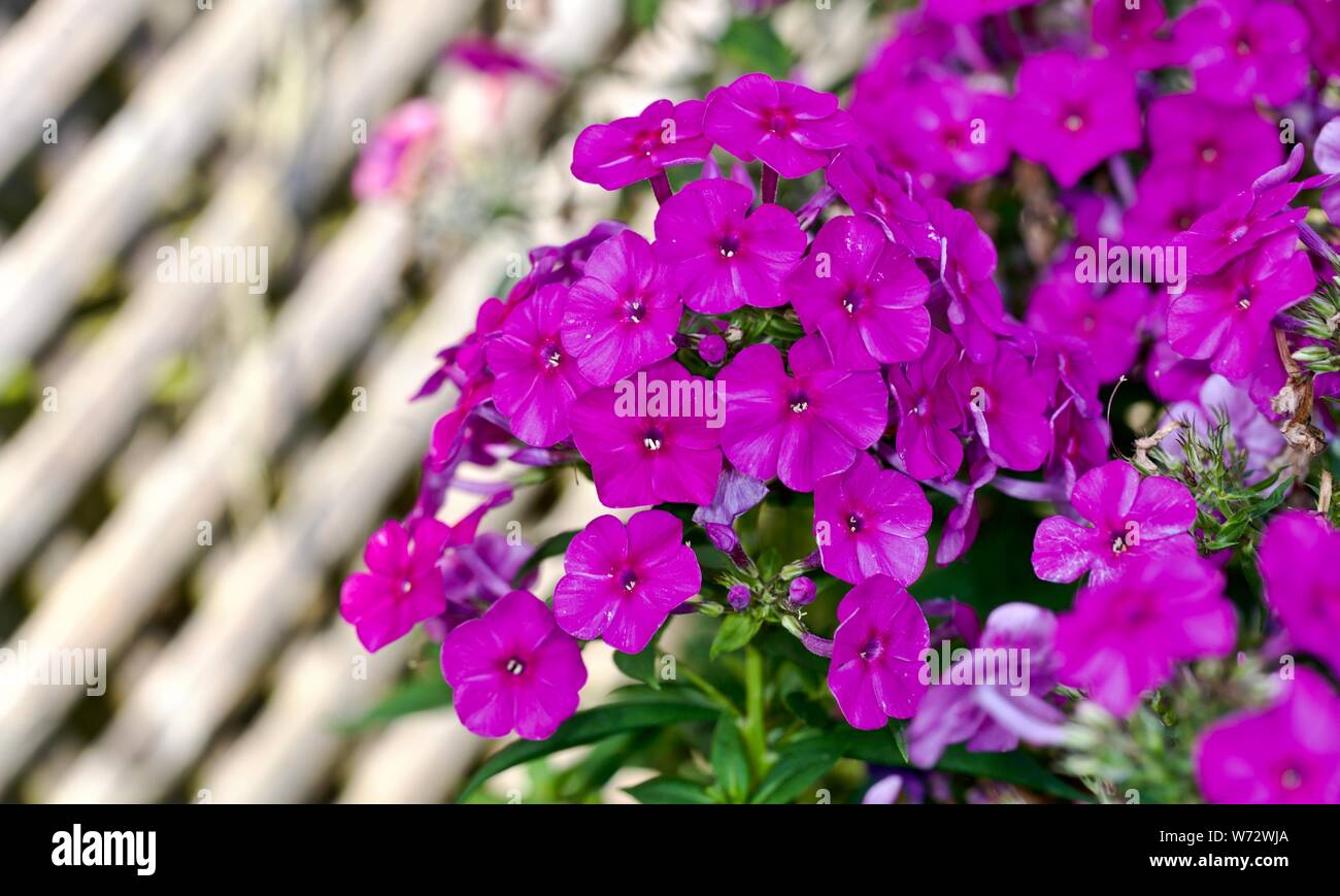 Purple Garden phlox (Phlox paniculata) Stock Photo