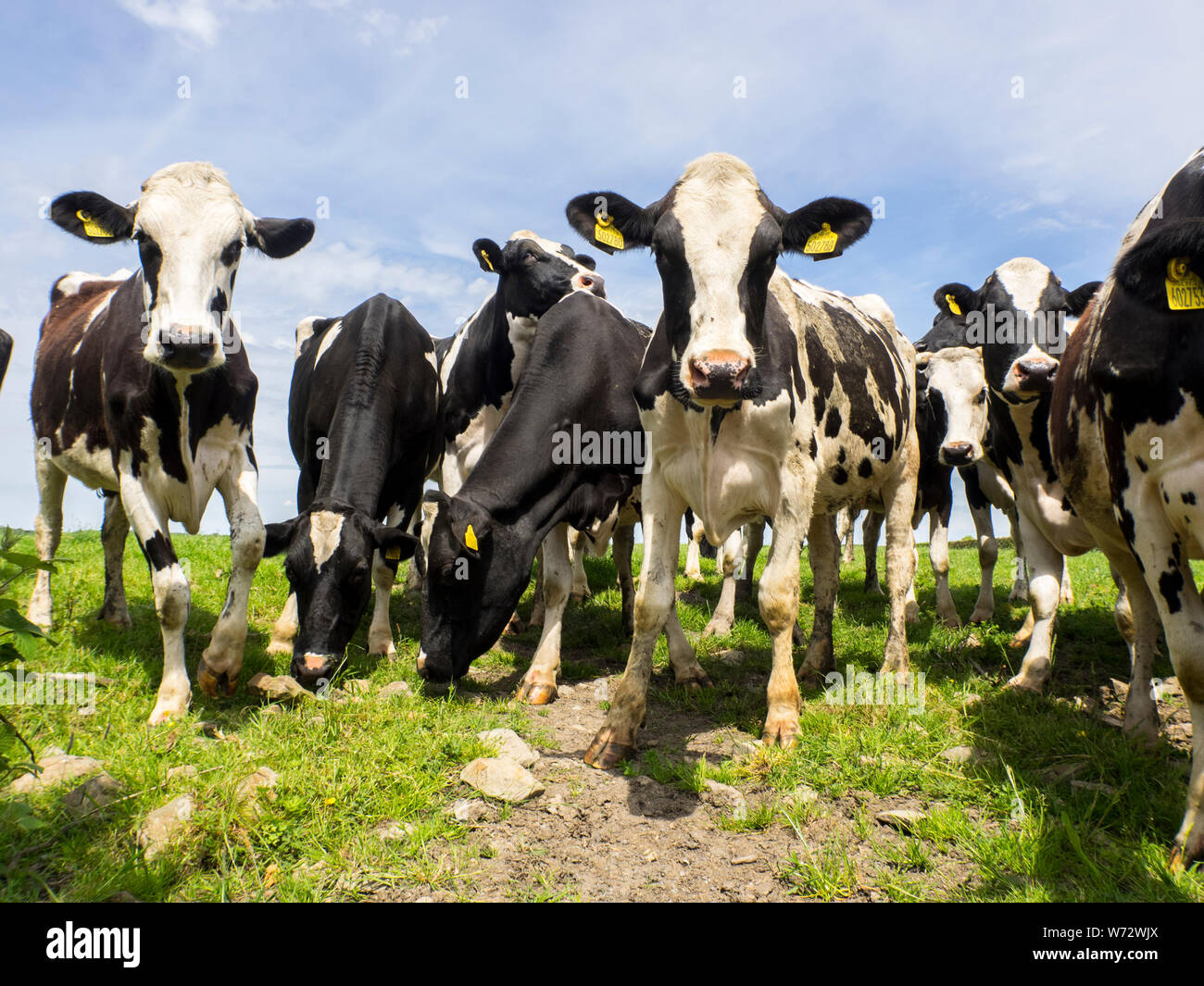 Close up image of cows, UK Stock Photo