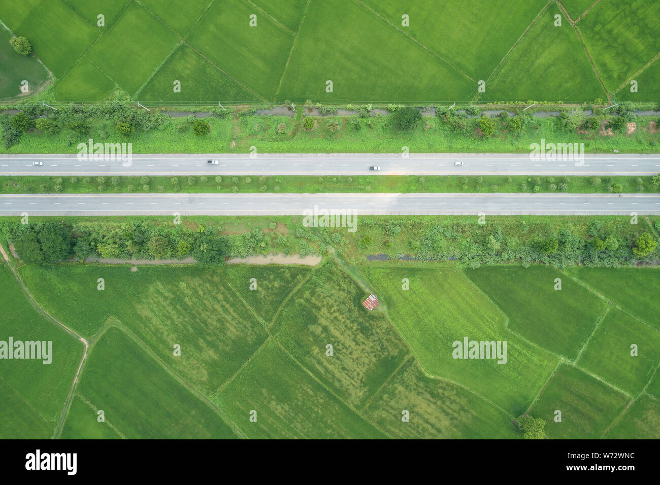 Top view asphalt road in the middle of green young rice fields Stock Photo