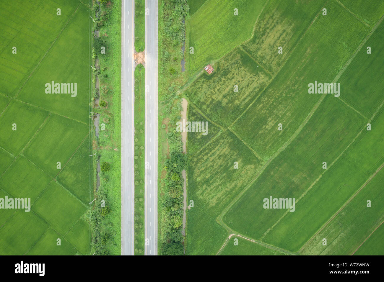 Top view asphalt road in the middle of green young rice fields Stock Photo