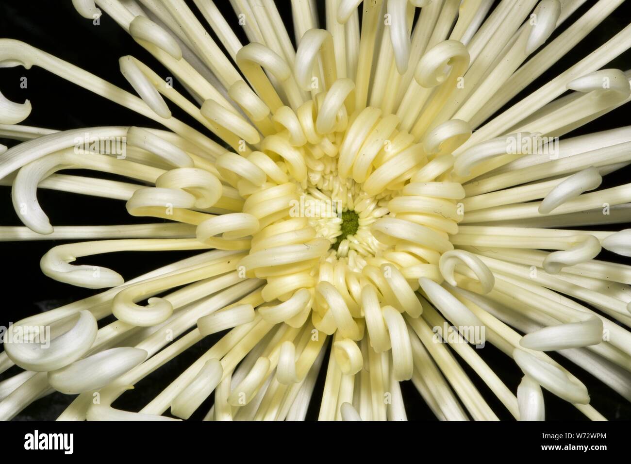 Spider Chrysanthemum Yellow Flower High Resolution Stock Photography And Images Alamy Spider Chrysanthemum Yellow Flower High Resolution Stock Photography And Images Alamy