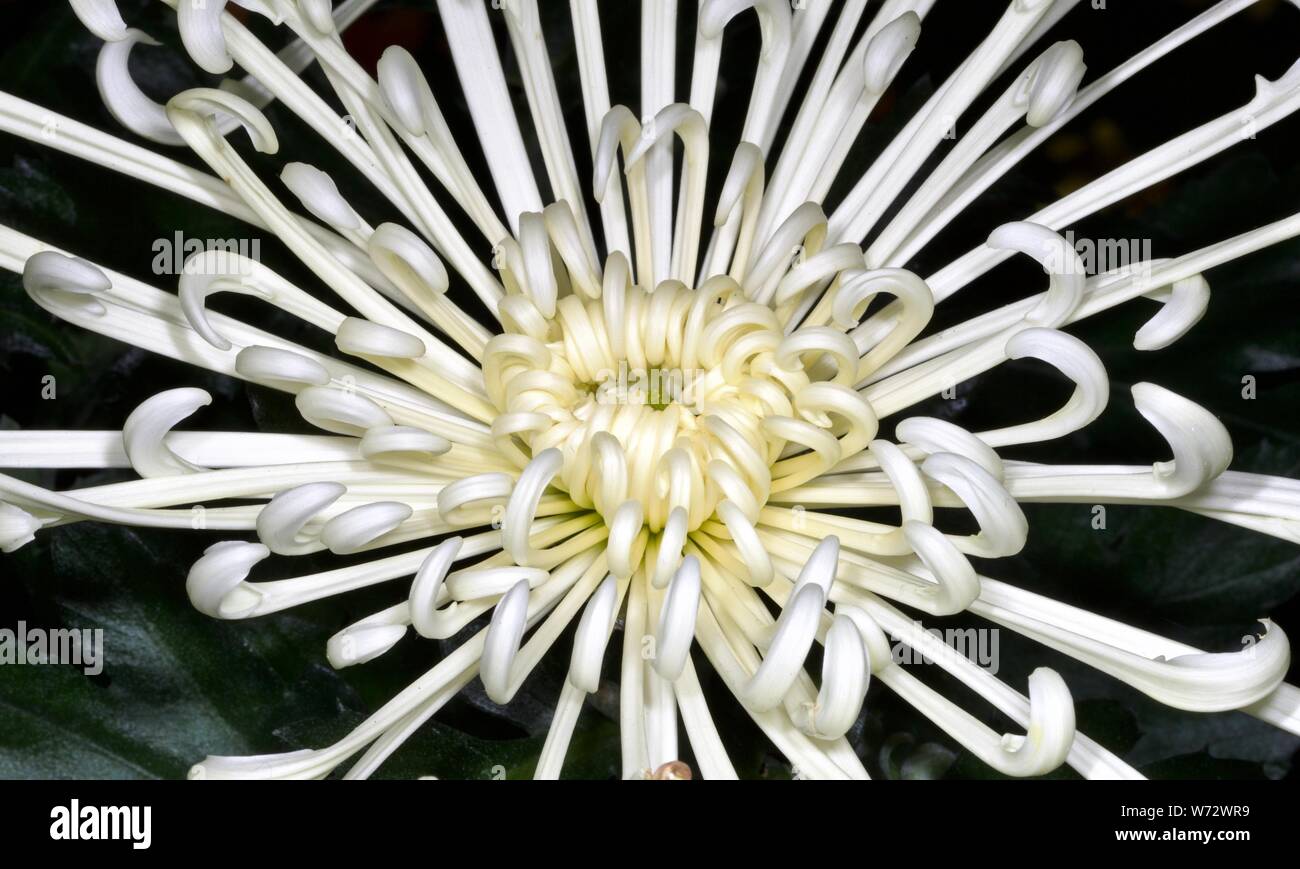 Firework Chrysanthemum Stock Photo