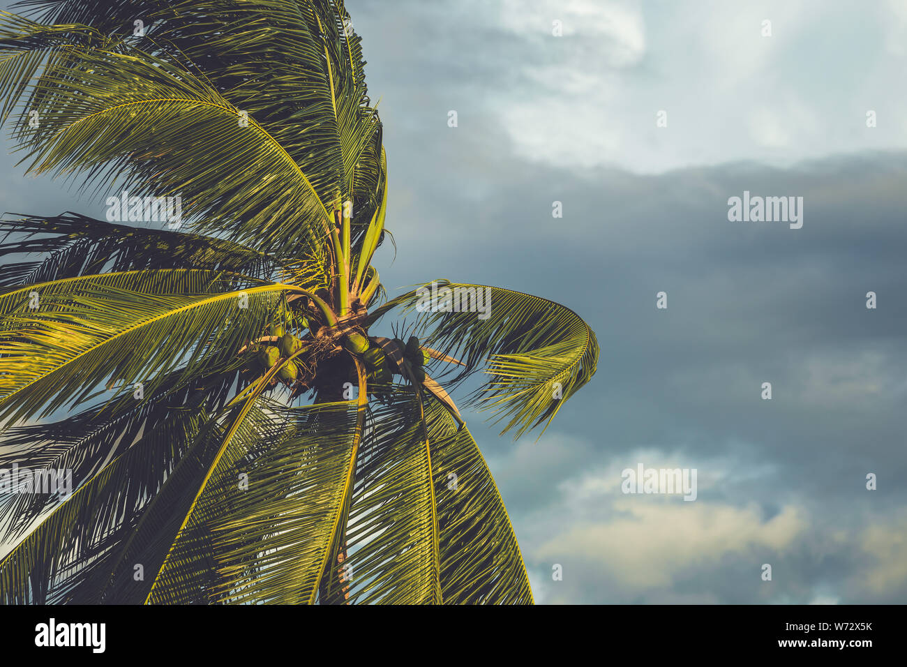 Palm tree in the wind with dark cloud background before raining Stock Photo