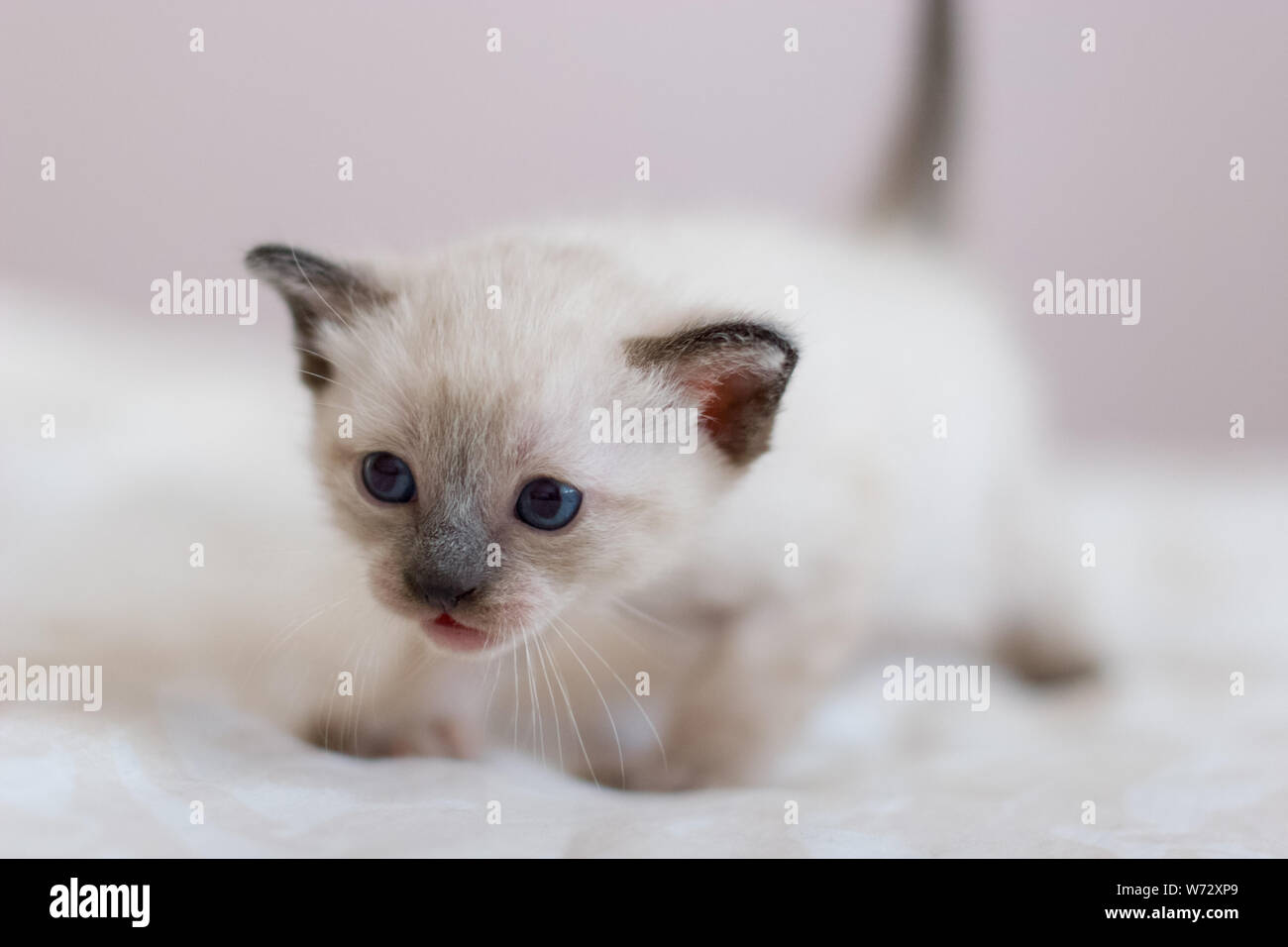 A Beautiful Fluffy Siamese Kitten Is Looking At Something With
